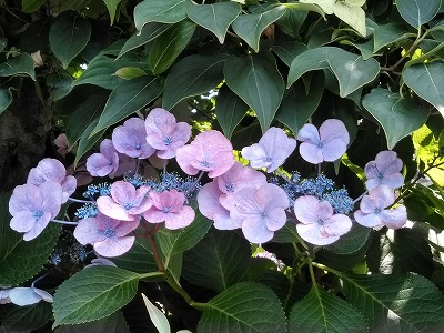 f:id:keiko-blog:20180627130820j:plain f:id:keiko-blog:20180627130820j:plain