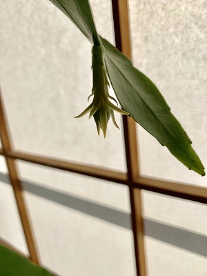 f:id:keiko-blog:20181120093104j:plain f:id:keiko-blog:20181120093104j:plain