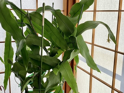 f:id:keiko-blog:20181120093107j:plain f:id:keiko-blog:20181120093107j:plain