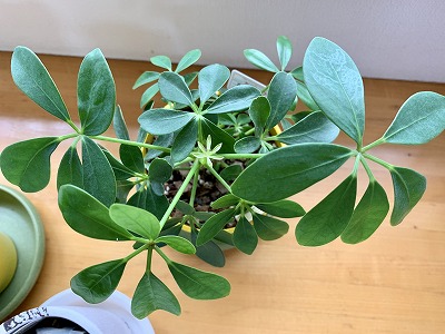 f:id:keiko-blog:20190713120458j:plain f:id:keiko-blog:20190713120458j:plain