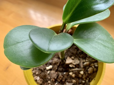 f:id:keiko-blog:20190713120513j:plain f:id:keiko-blog:20190713120513j:plain
