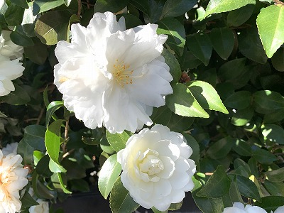 f:id:keiko-blog:20191130092120j:plain f:id:keiko-blog:20191130092120j:plain