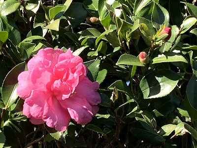 f:id:keiko-blog:20191130092123j:plain f:id:keiko-blog:20191130092123j:plain