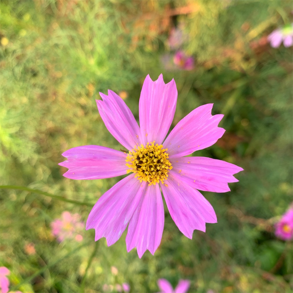 f:id:keikostyle:20190930071234j:image