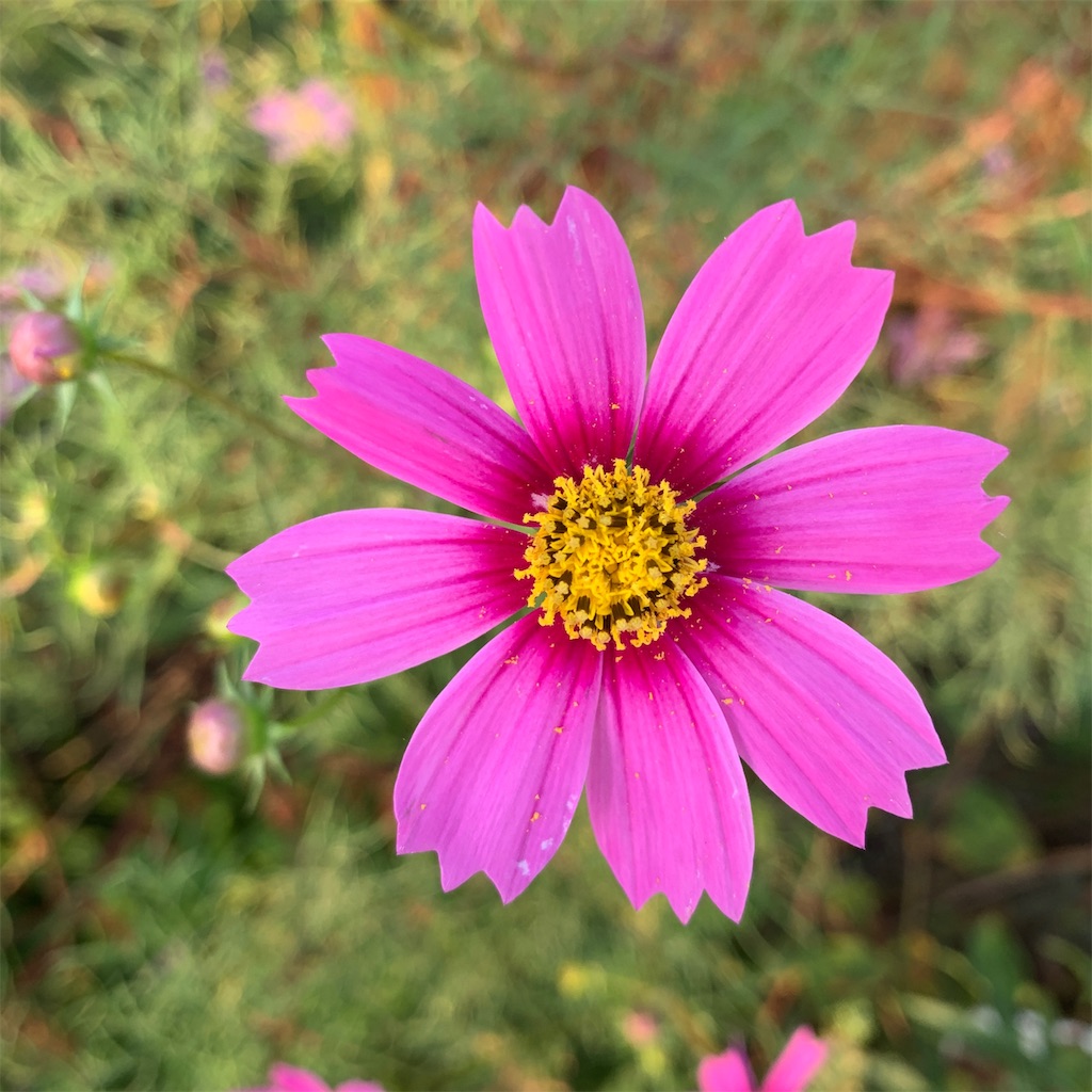 f:id:keikostyle:20190930071246j:image