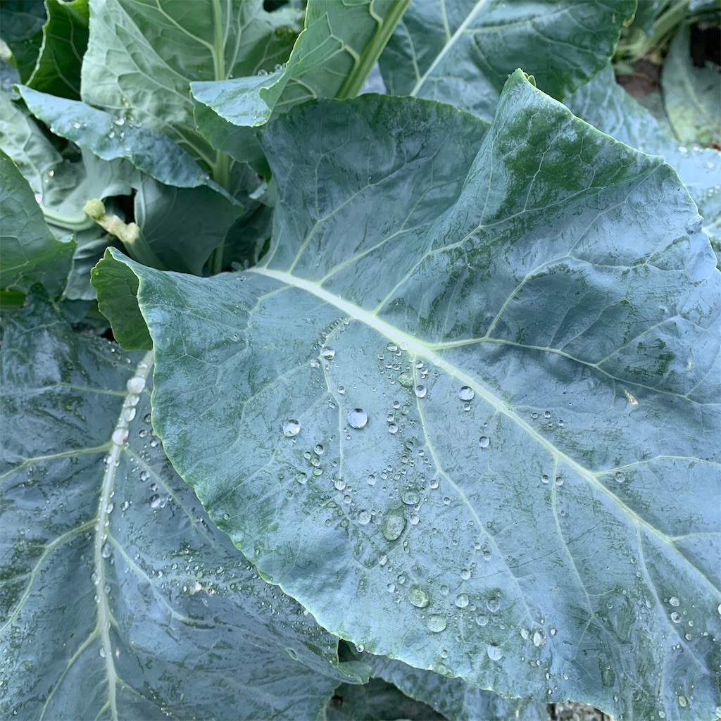 f:id:keikostyle:20191018071052j:image
