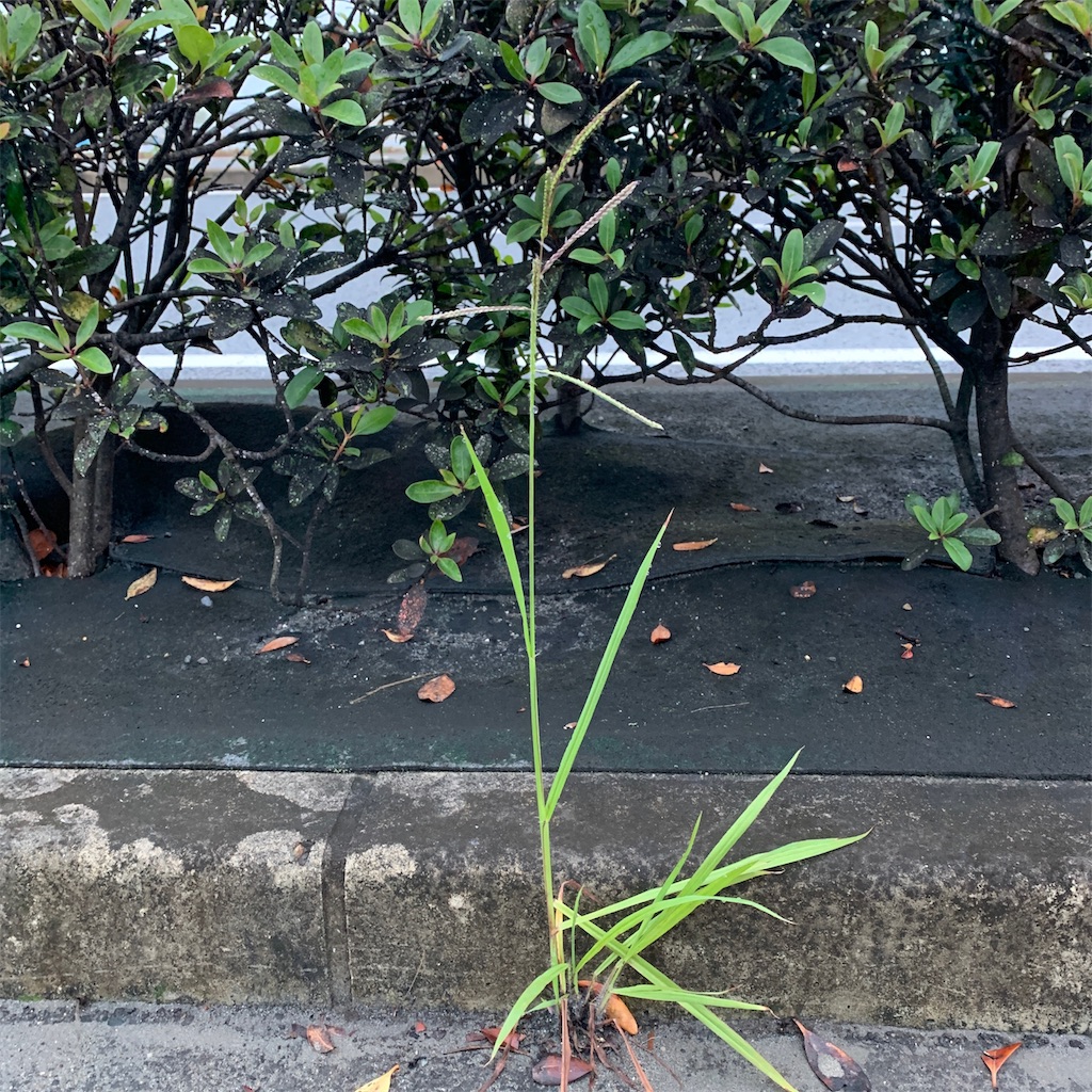 f:id:keikostyle:20191019065103j:image