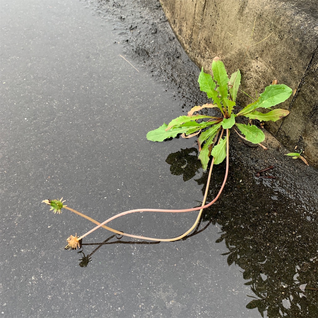 f:id:keikostyle:20191019065106j:image
