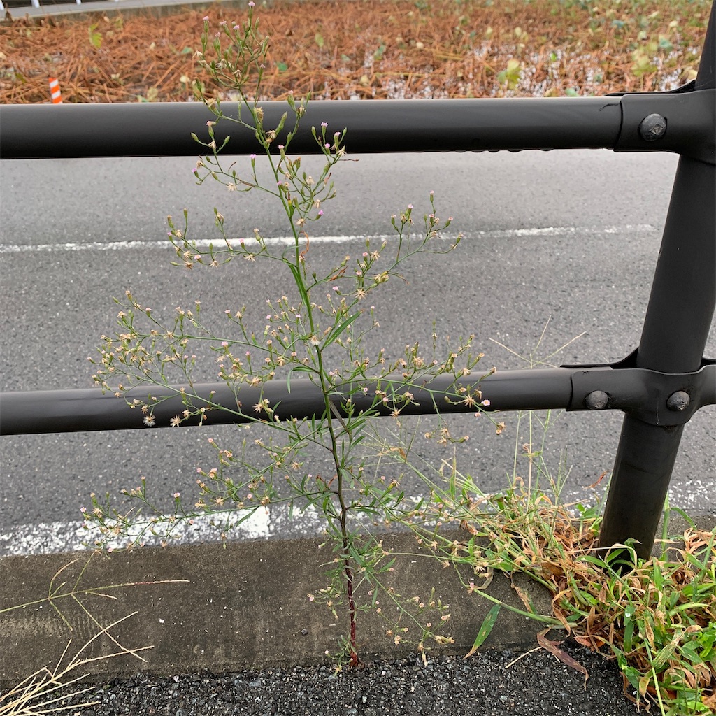 f:id:keikostyle:20191019065130j:image