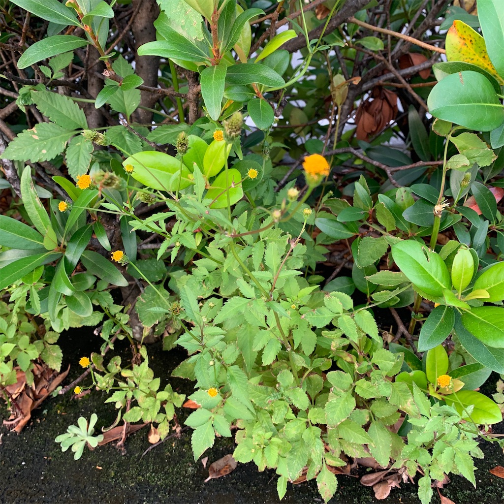 f:id:keikostyle:20191020071413j:image