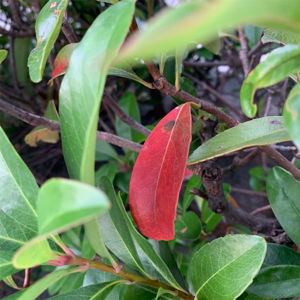 f:id:keikostyle:20191020071433j:image