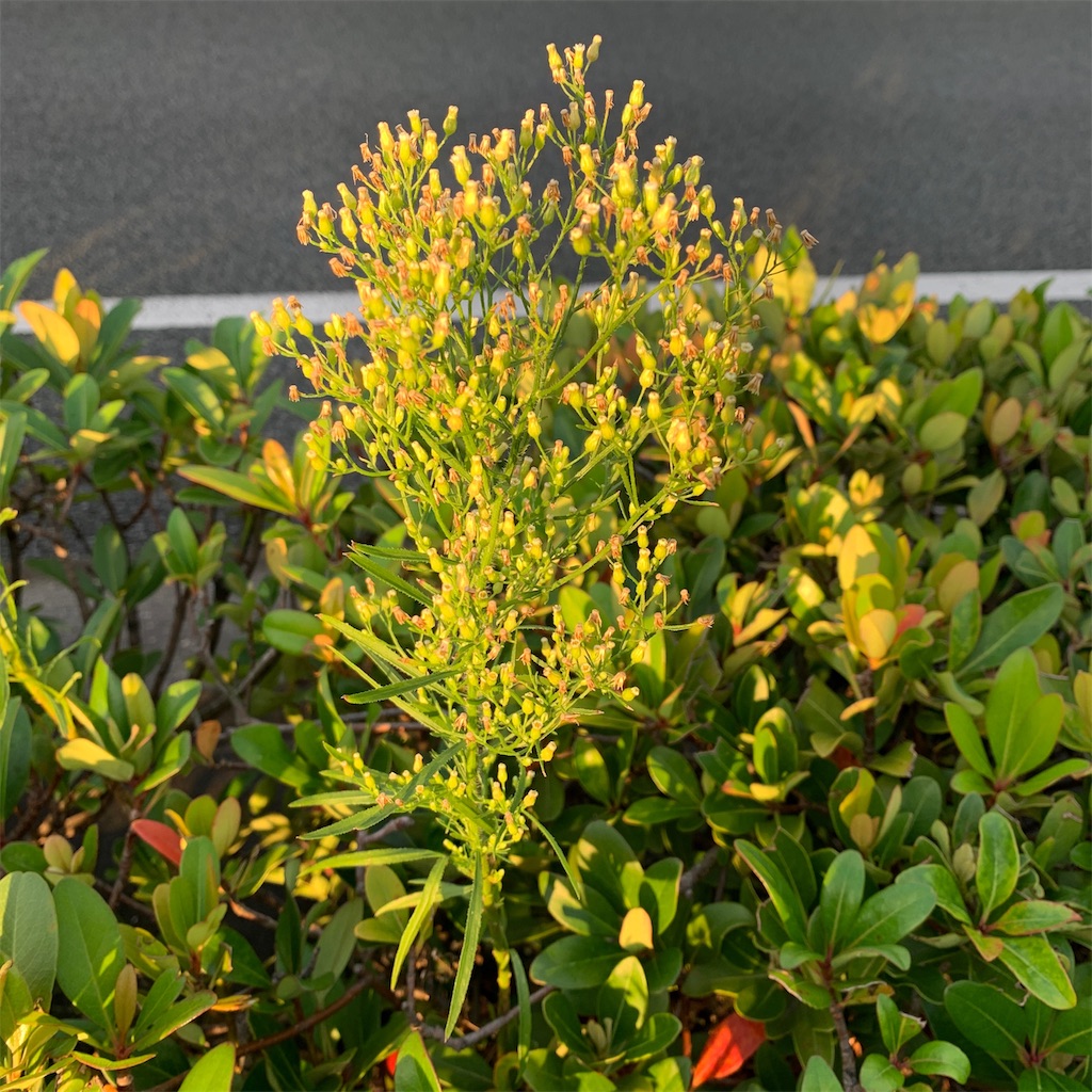 f:id:keikostyle:20191022071435j:image
