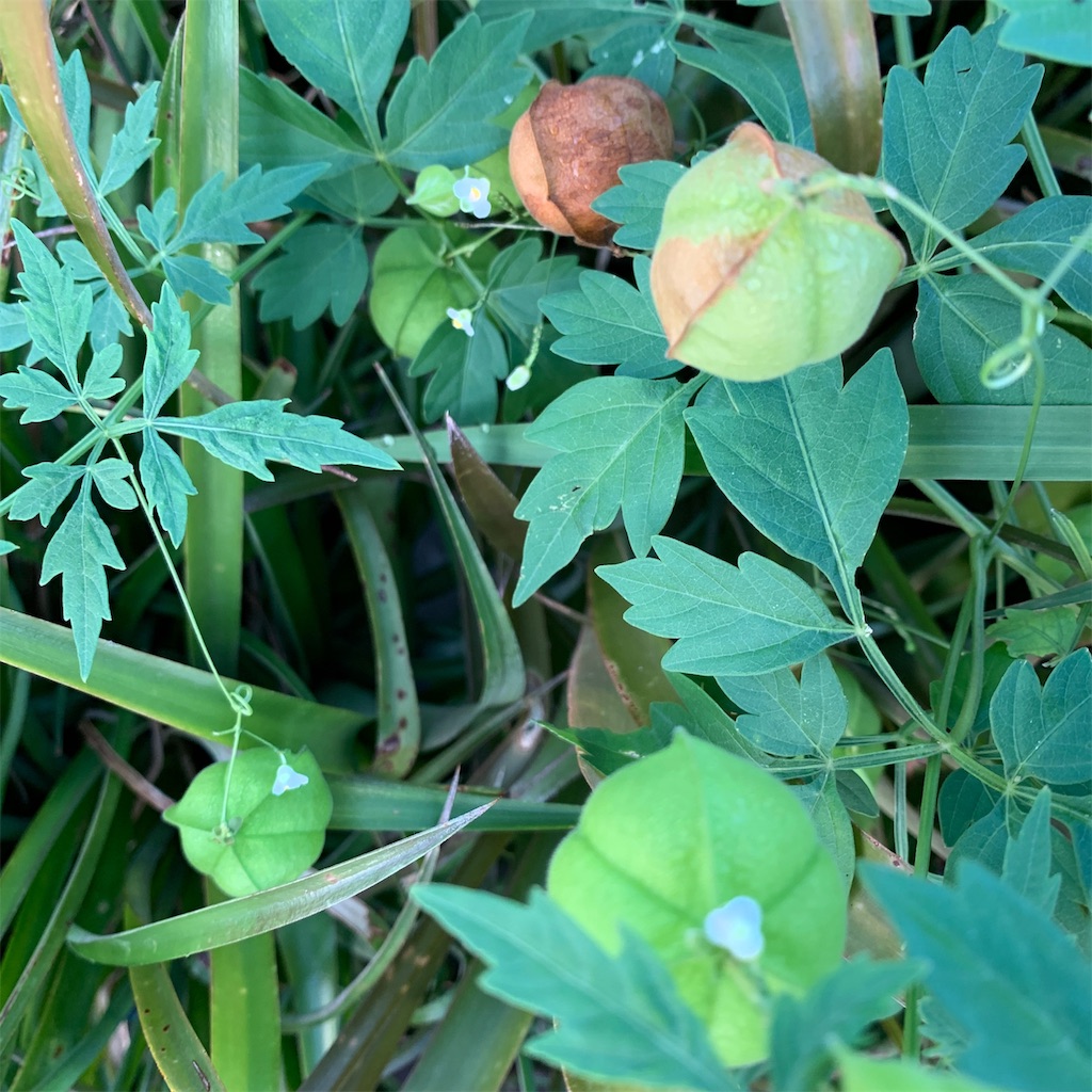 f:id:keikostyle:20191023071010j:image