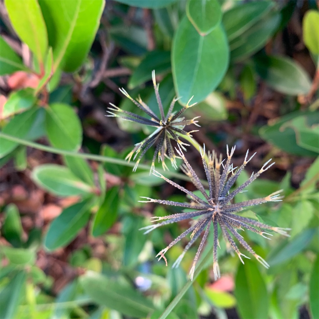 f:id:keikostyle:20191105071158j:image