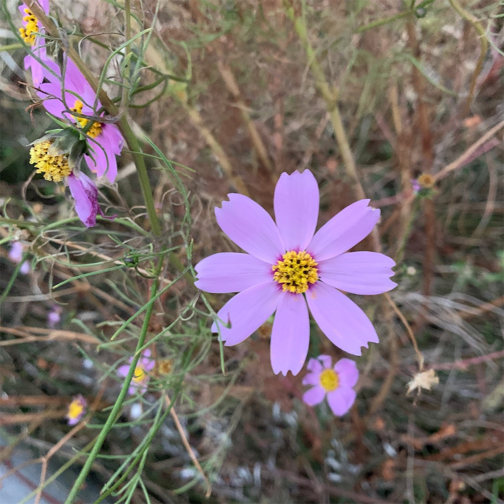 f:id:keikostyle:20191123071112j:image