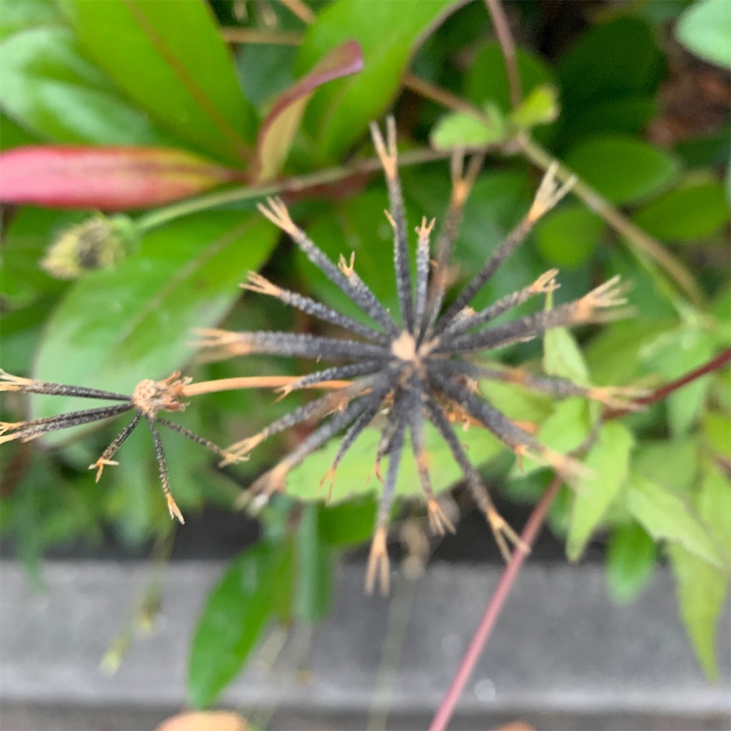 f:id:keikostyle:20191123071119j:image