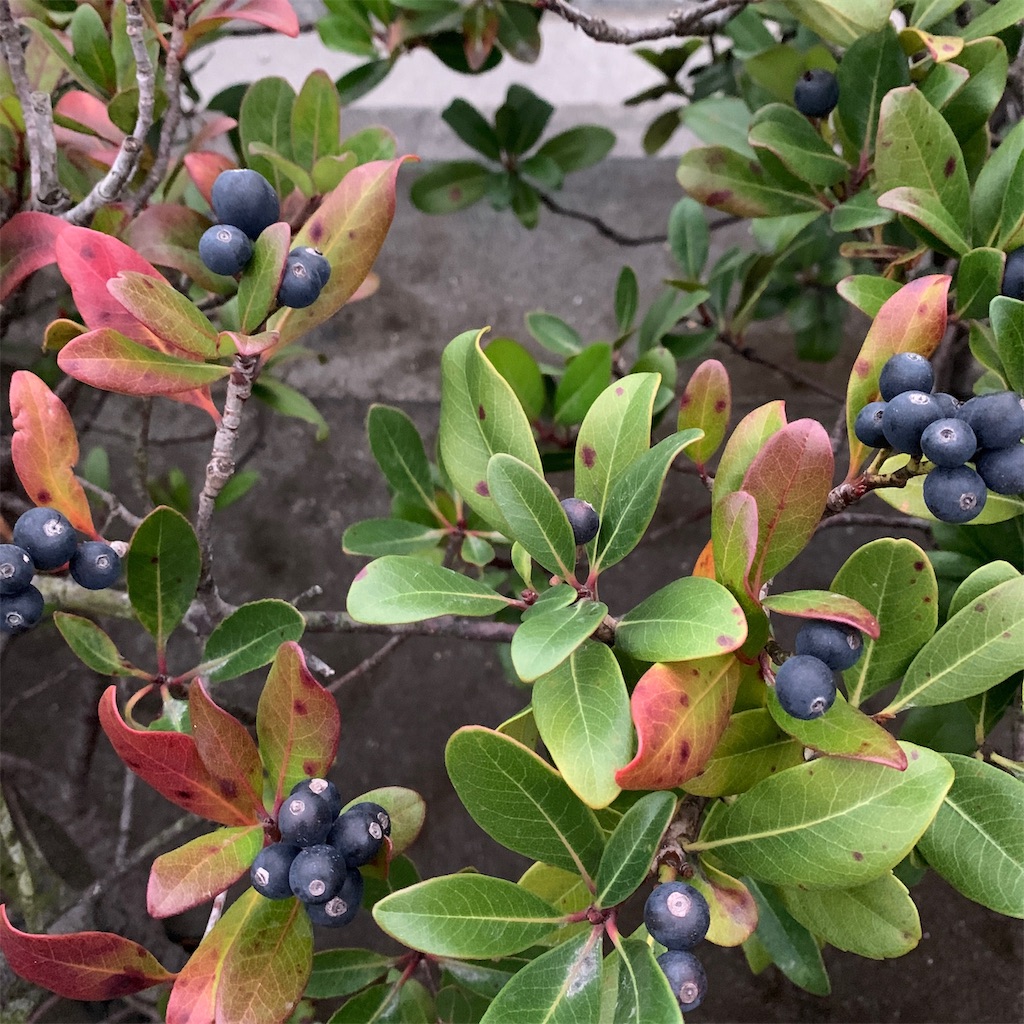 f:id:keikostyle:20191123071134j:image