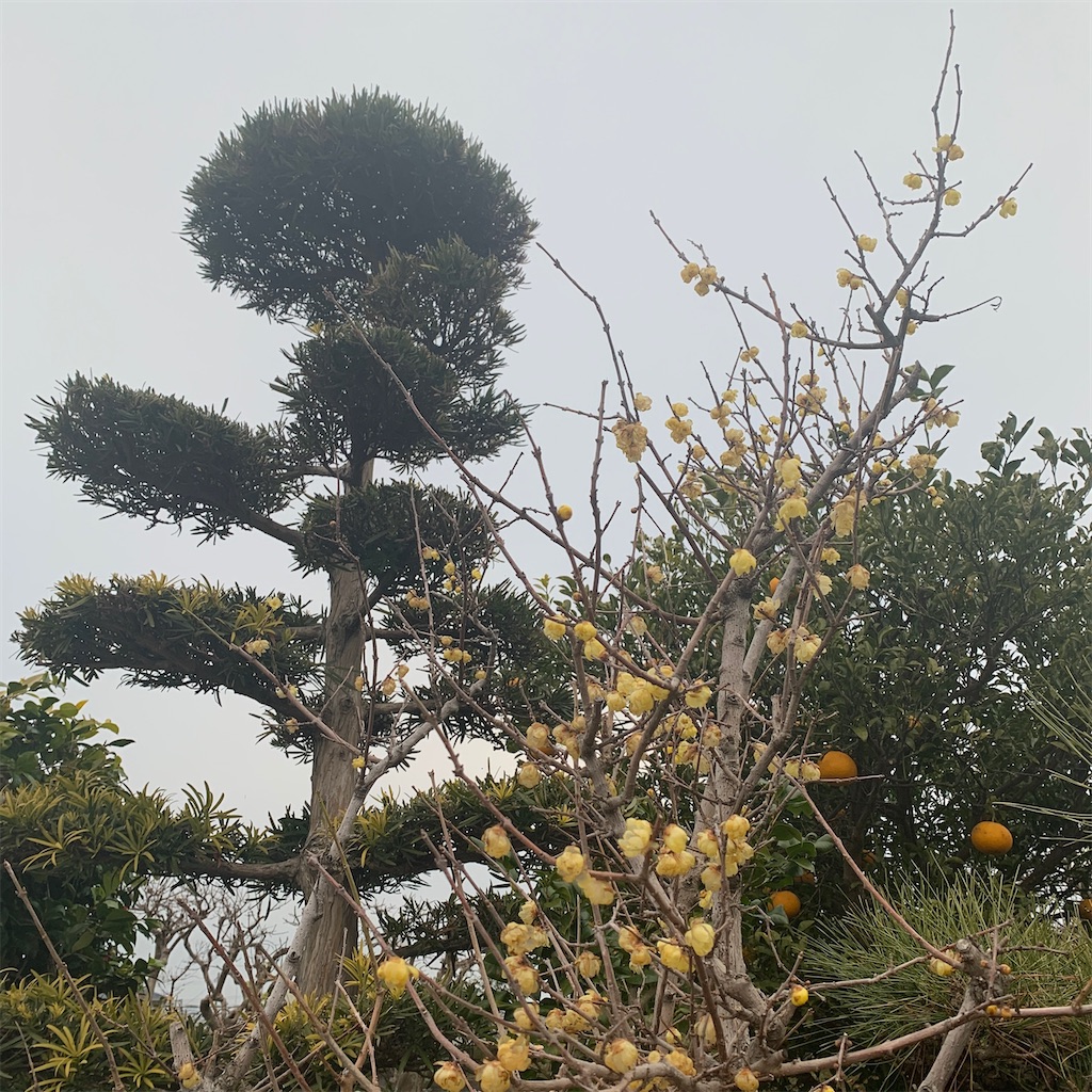 f:id:keikostyle:20200214072738j:image