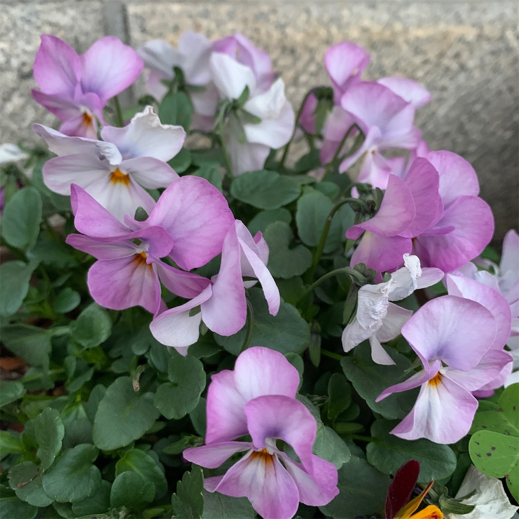f:id:keikostyle:20200229065823j:image