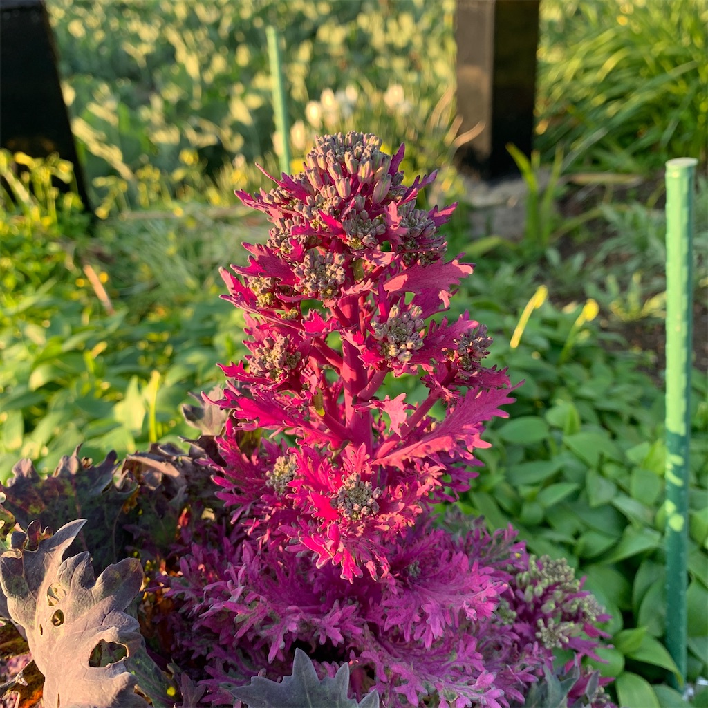 f:id:keikostyle:20200312073121j:image