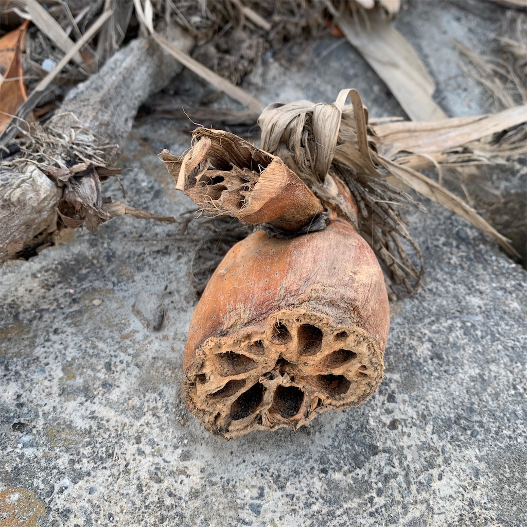 f:id:keikostyle:20200419071229j:image