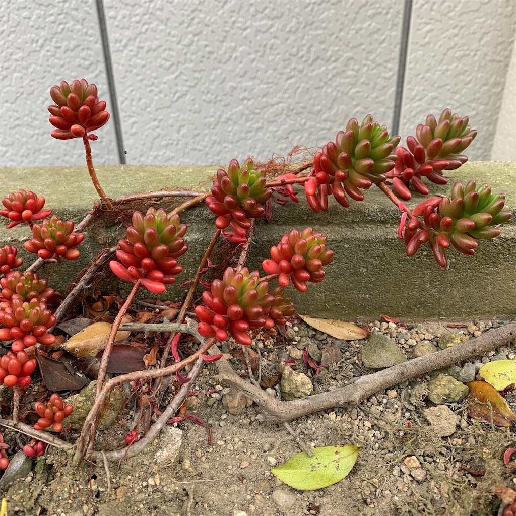 f:id:keikostyle:20200427070918j:image