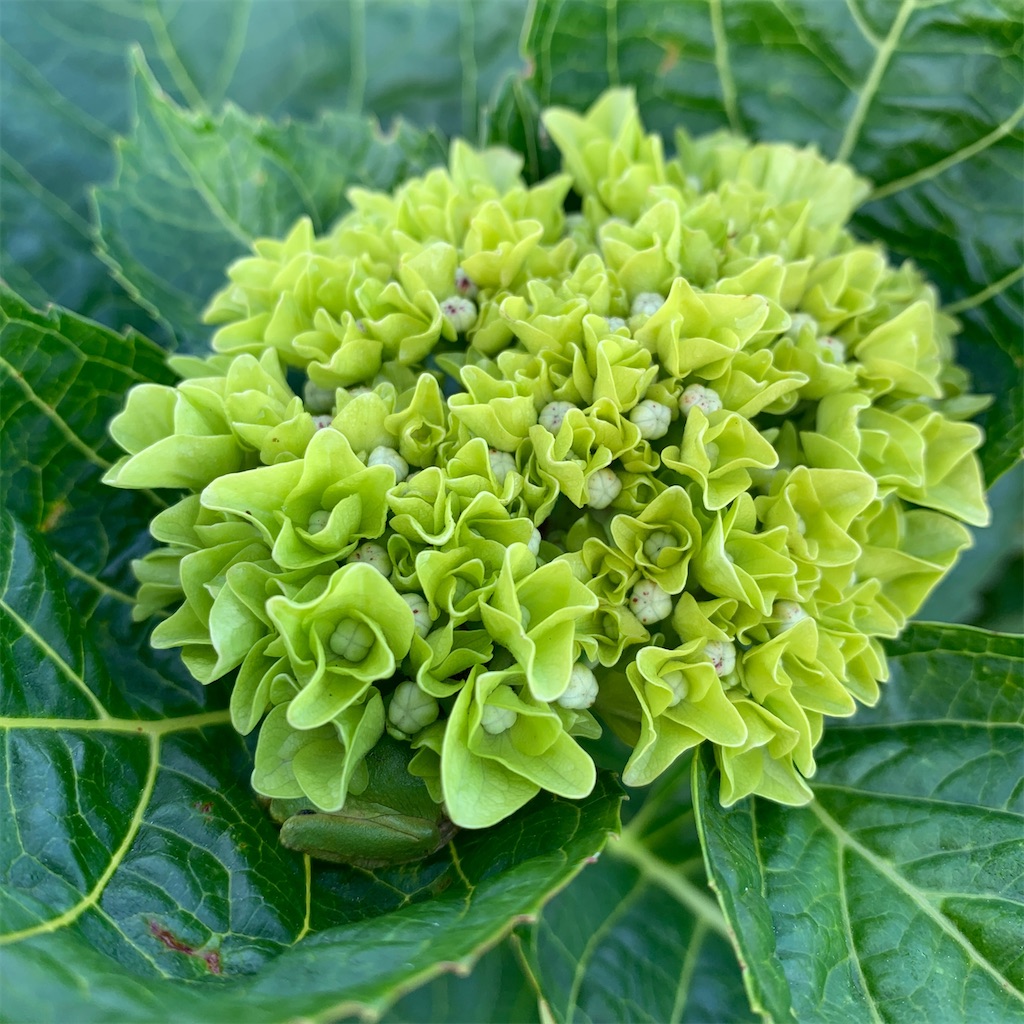 f:id:keikostyle:20200523070739j:image