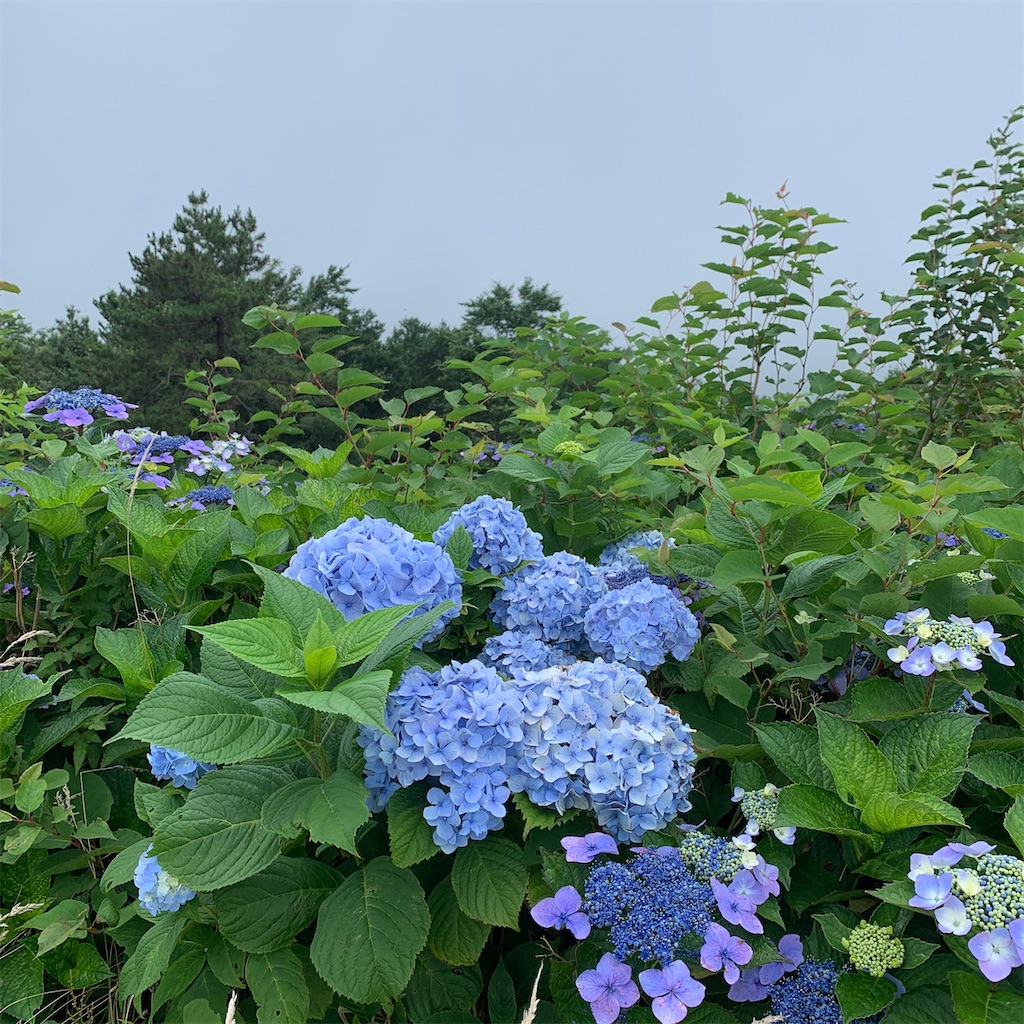 f:id:keikostyle:20200718010239j:image