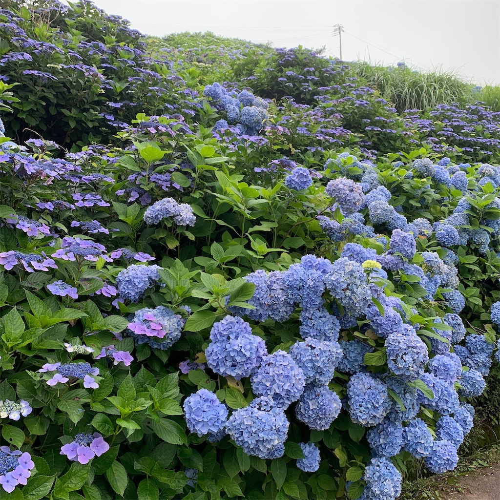 f:id:keikostyle:20200718010250j:image