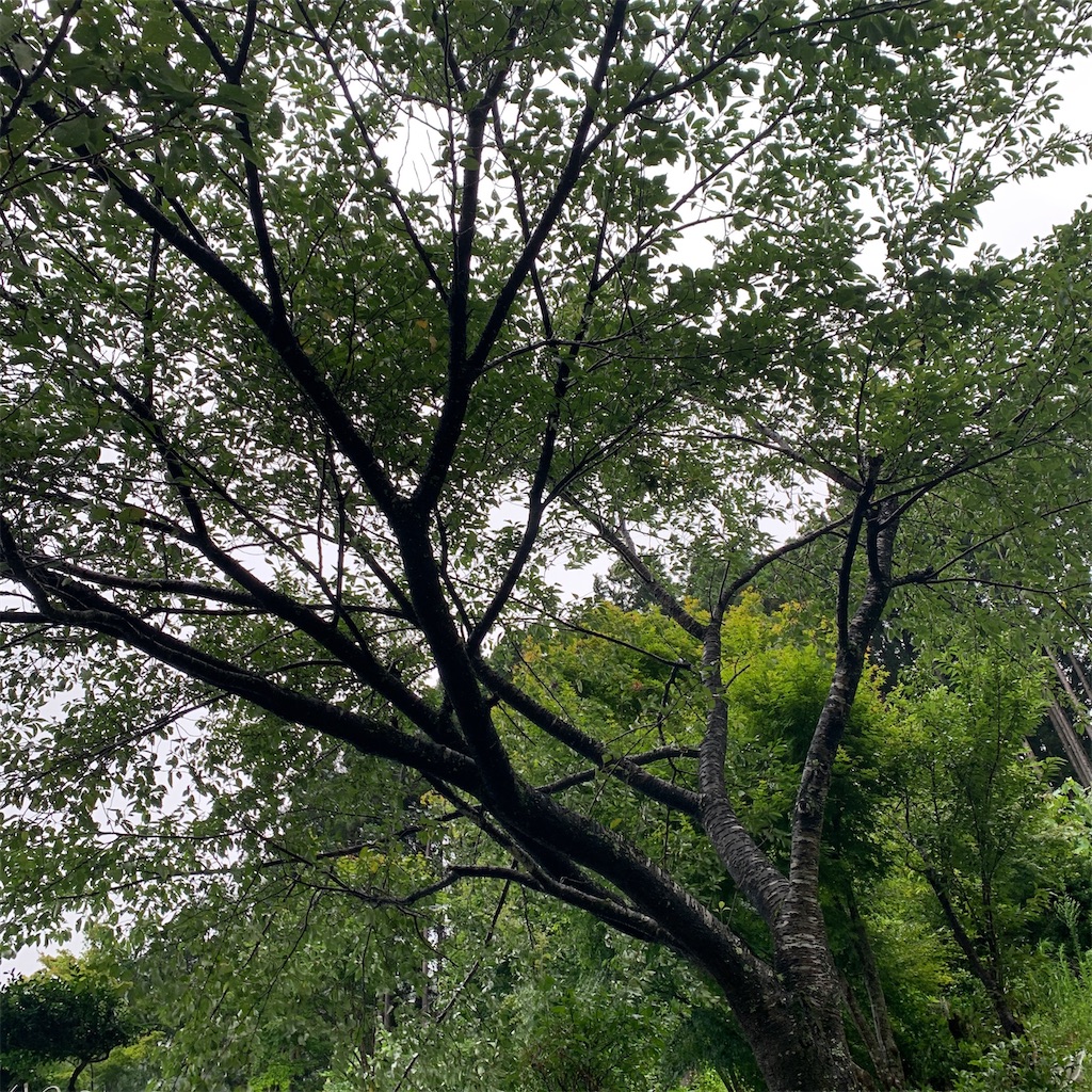 f:id:keikostyle:20200725201540j:image
