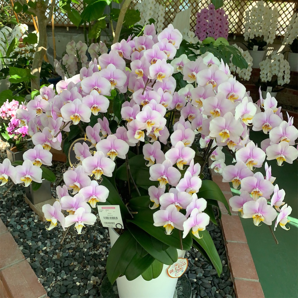 f:id:keikostyle:20200830202820j:image