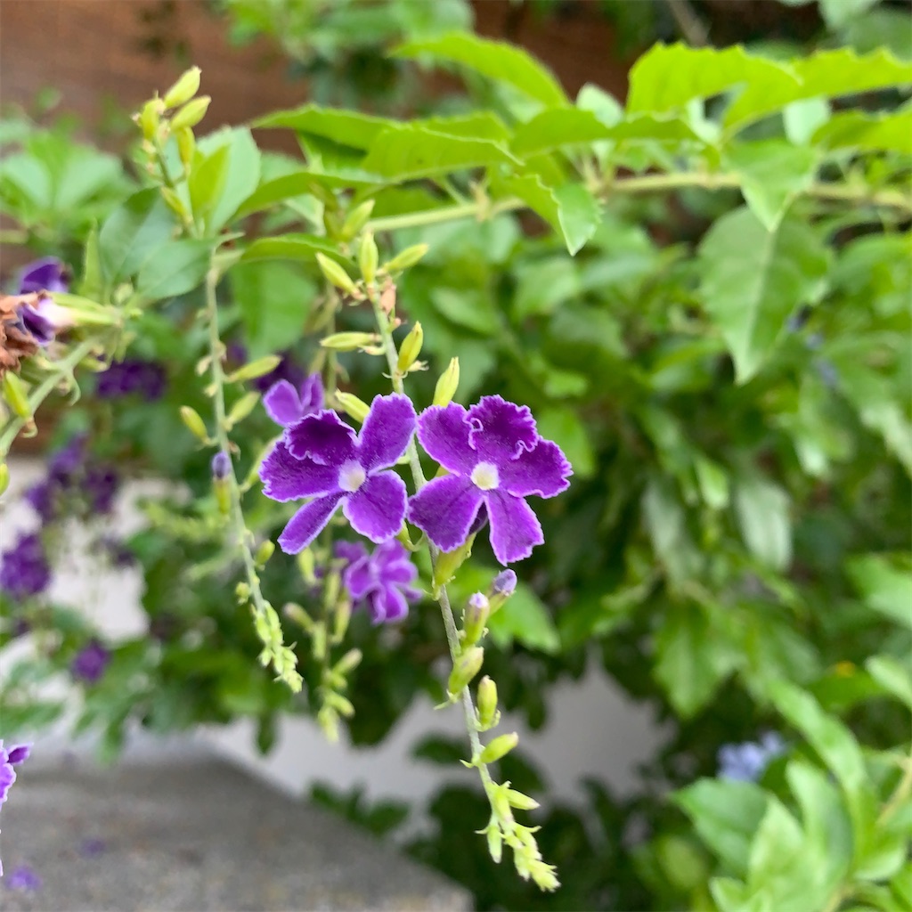 f:id:keikostyle:20200831061912j:image