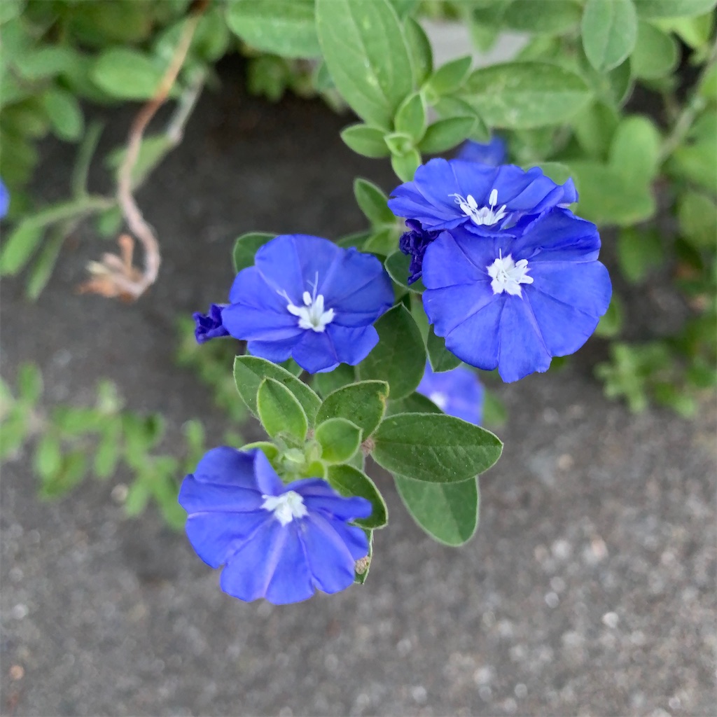 f:id:keikostyle:20200831061929j:image
