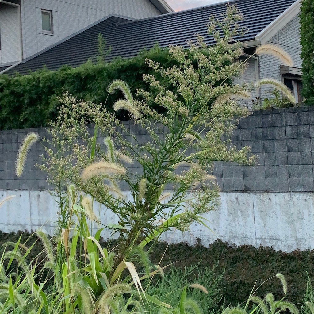 f:id:keikostyle:20200911062320j:image