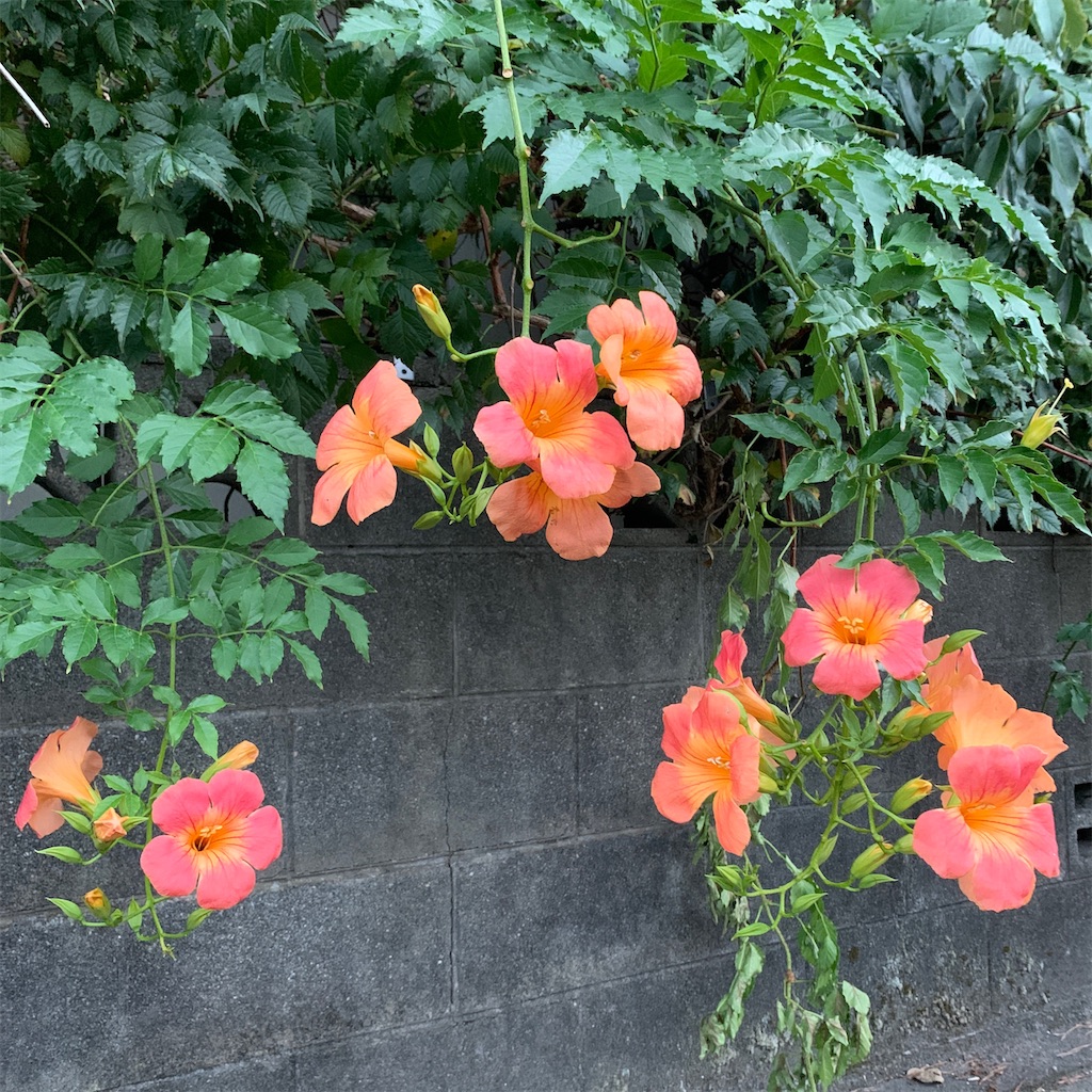 f:id:keikostyle:20200911062410j:image