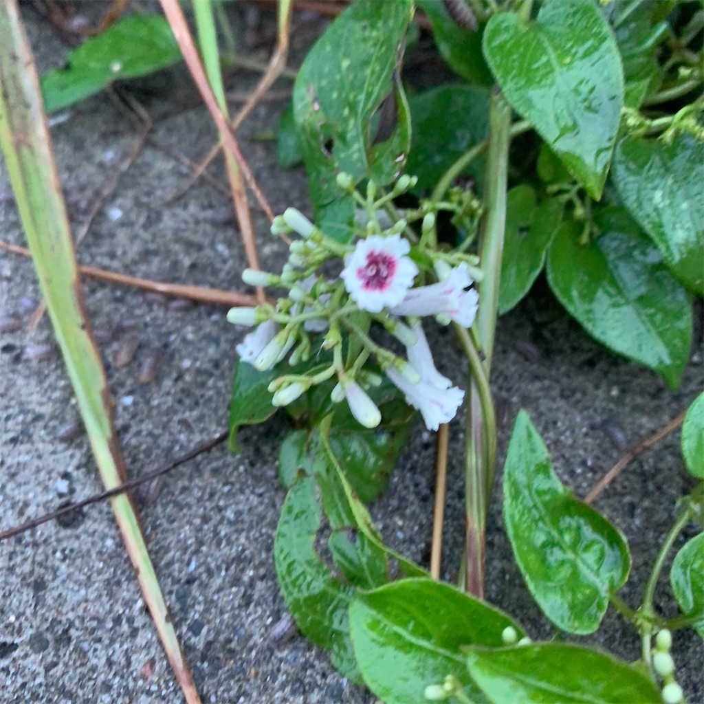 f:id:keikostyle:20200913064537j:image