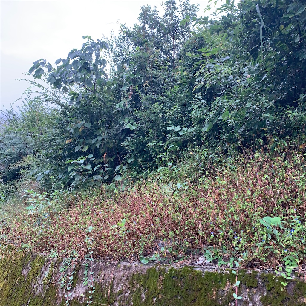 f:id:keikostyle:20200920121007j:image