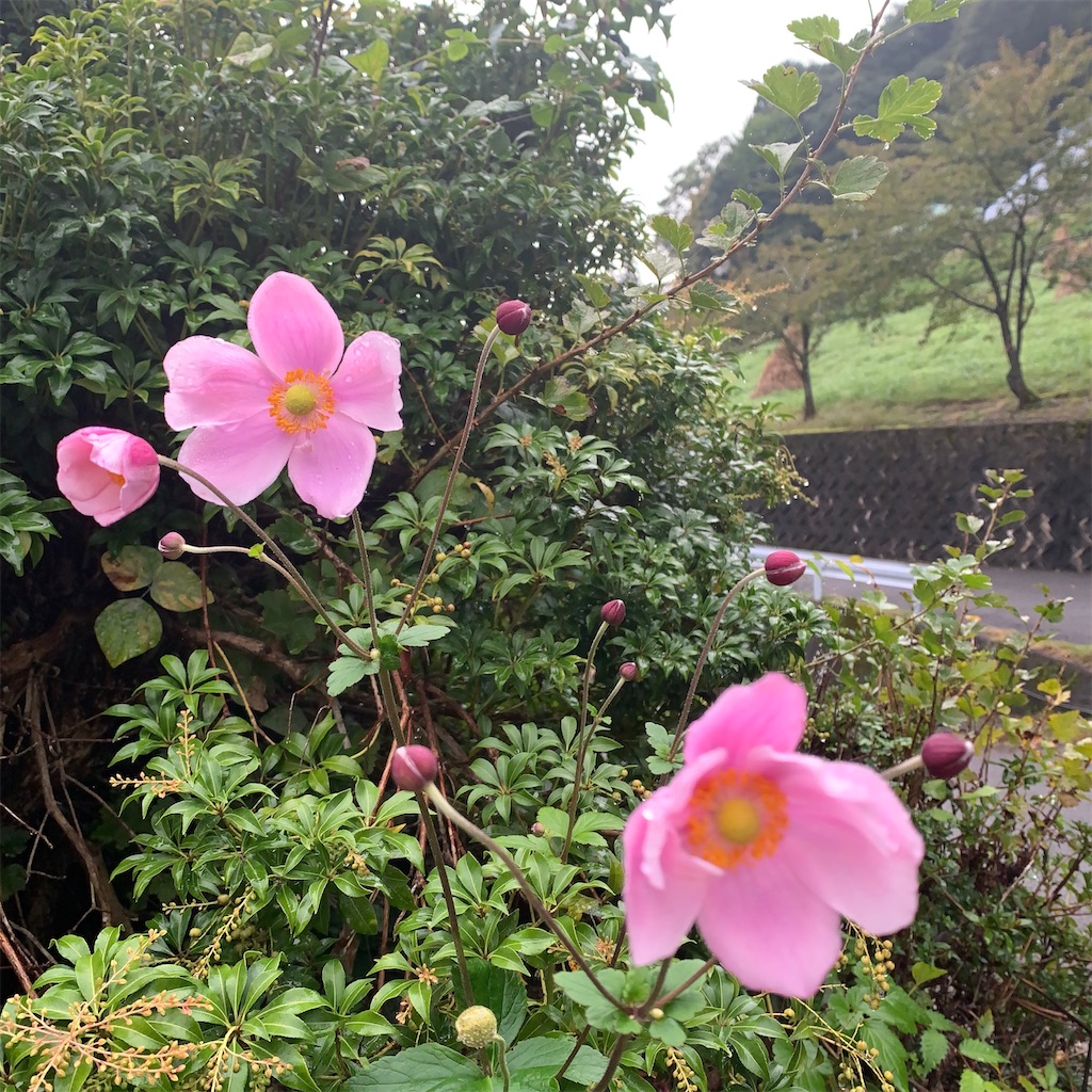 f:id:keikostyle:20201005232559j:image