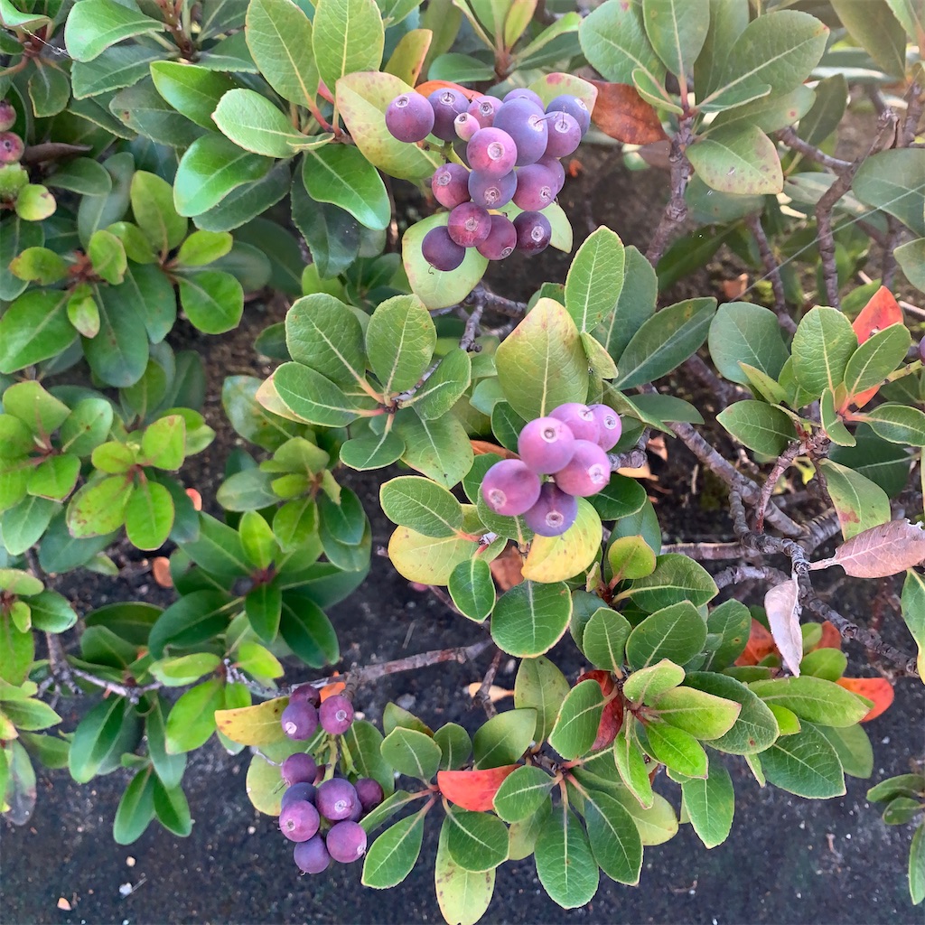 f:id:keikostyle:20201021071228j:image