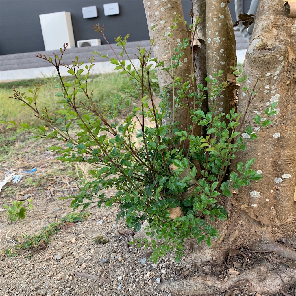 f:id:keikostyle:20201030195806j:image