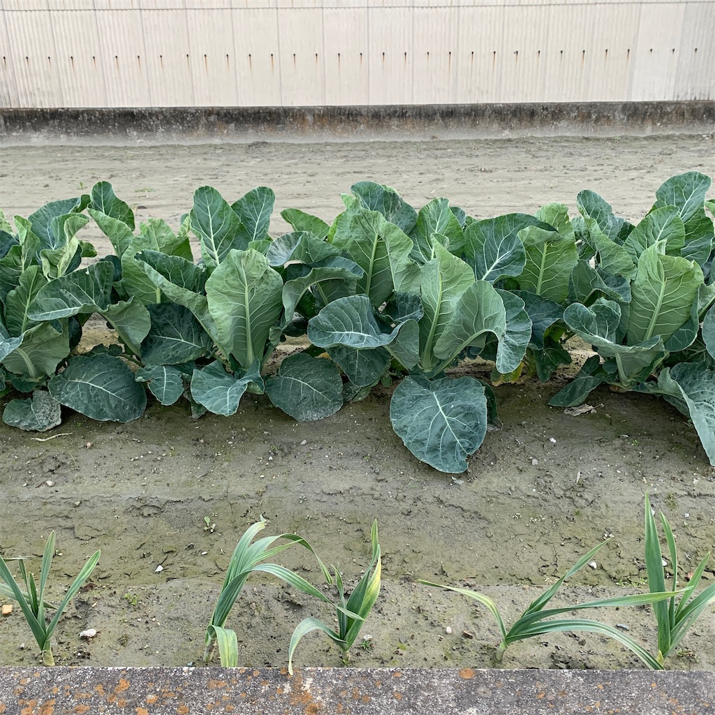 f:id:keikostyle:20201109070557j:image