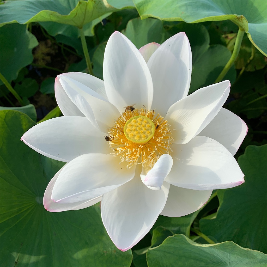 f:id:keikostyle:20201109172012j:image