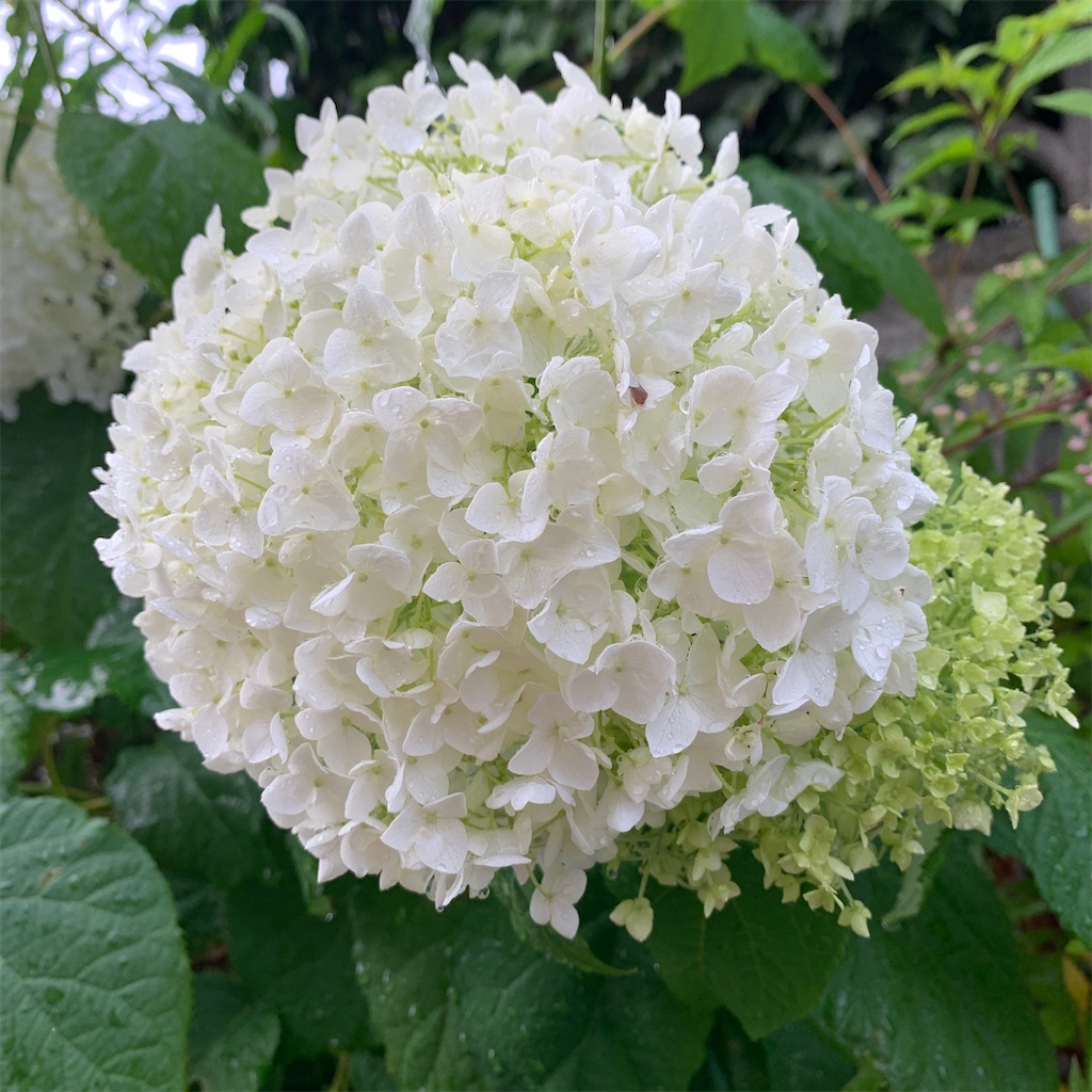 f:id:keikostyle:20201109172016j:image