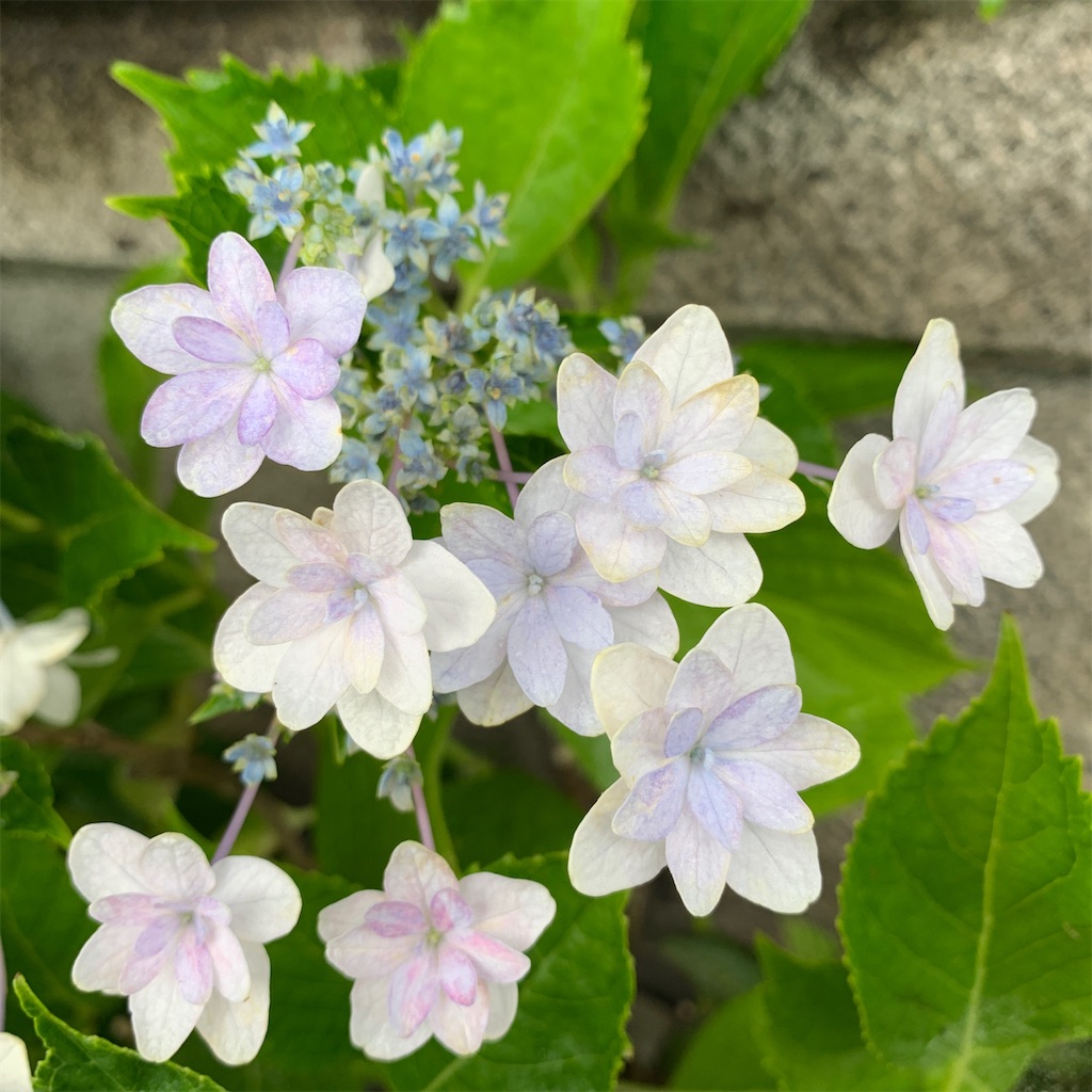 f:id:keikostyle:20201109172044j:image