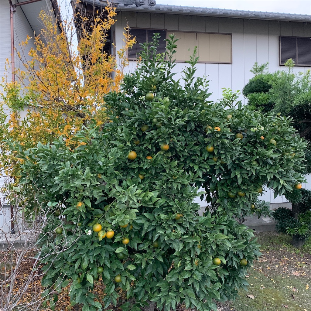 f:id:keikostyle:20201125071742j:image