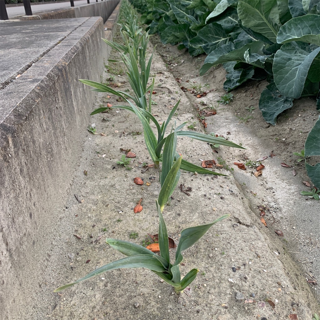 f:id:keikostyle:20201127071039j:image