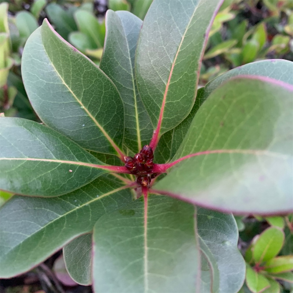 f:id:keikostyle:20201127071050j:image