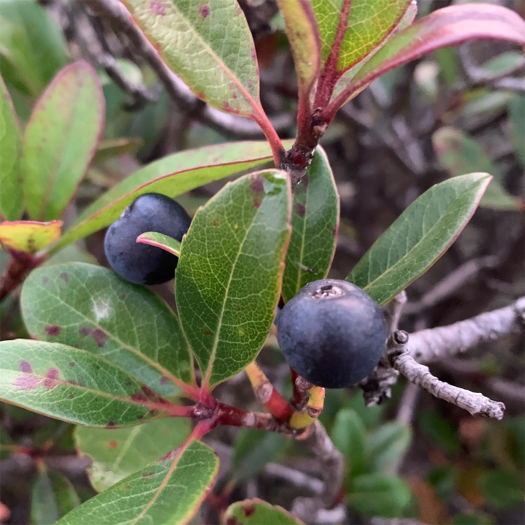 f:id:keikostyle:20201127071058j:image