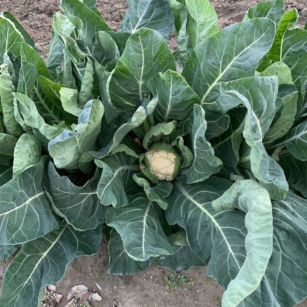 f:id:keikostyle:20201127071101j:image