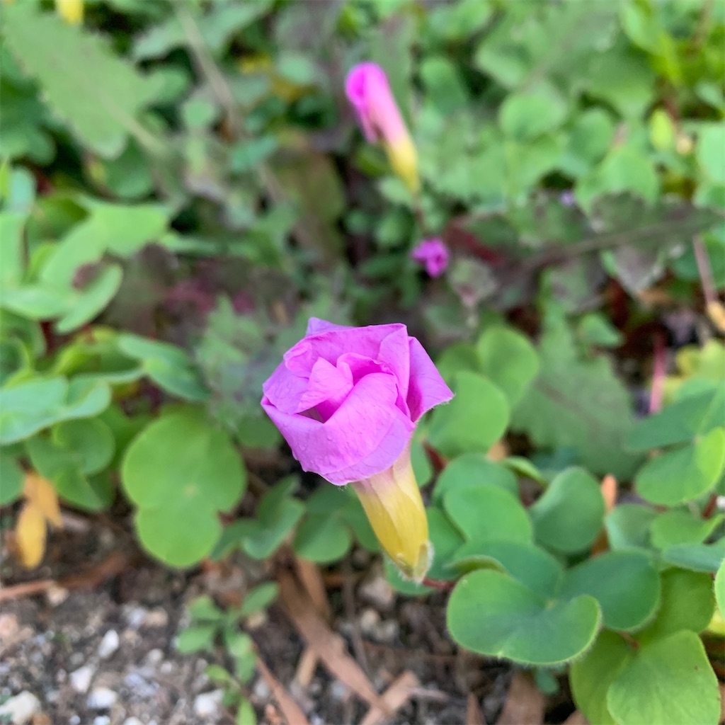 f:id:keikostyle:20201127071109j:image